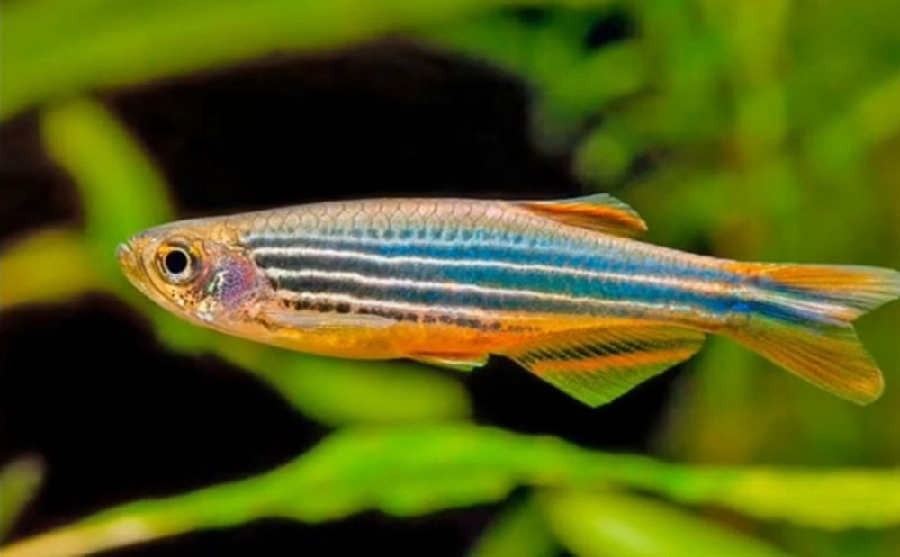 Danio Akvarium baliqlari Данио аквариумные рыбки