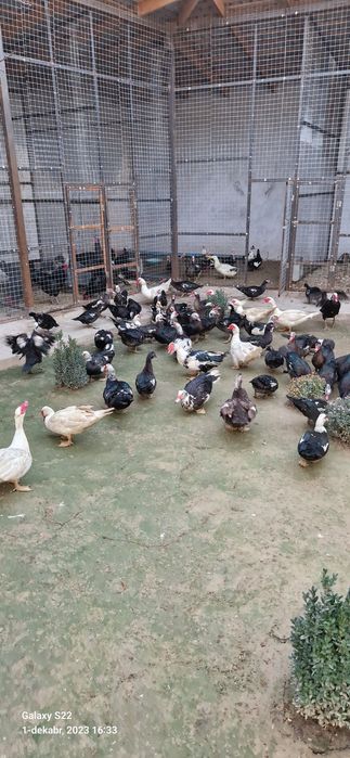 sergili dehqon bozori kurka quyon tovuq horoz kaptar bedana sotiladi