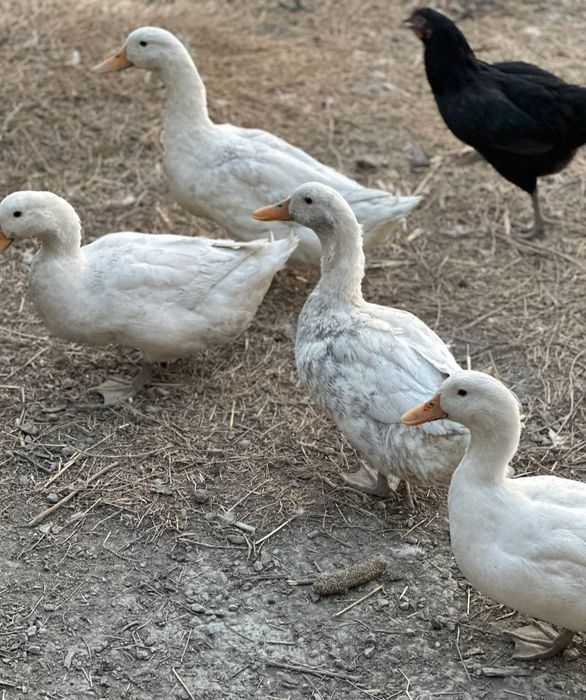 Tovuq urdaklar sotiladi