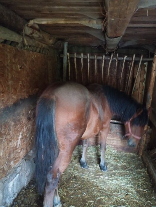 Mânză 1,6ani de vanzare pret  in euro. Hamu pus pe ea doar sa se inve