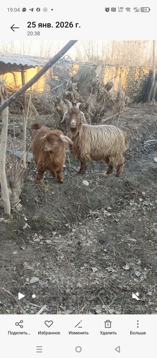 Продаются домашние козы