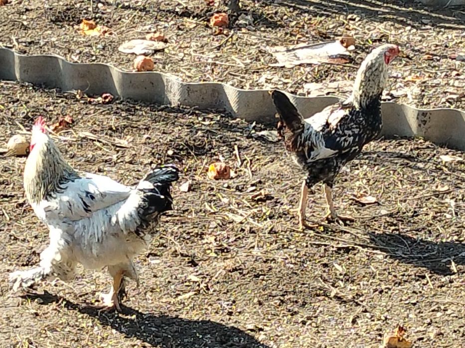 Моладых Петушков