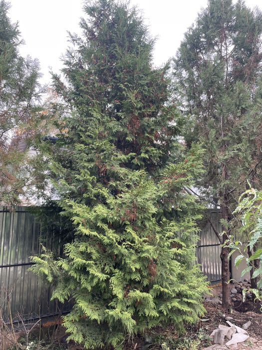 Туи брабант, туи смарагд продам дешево