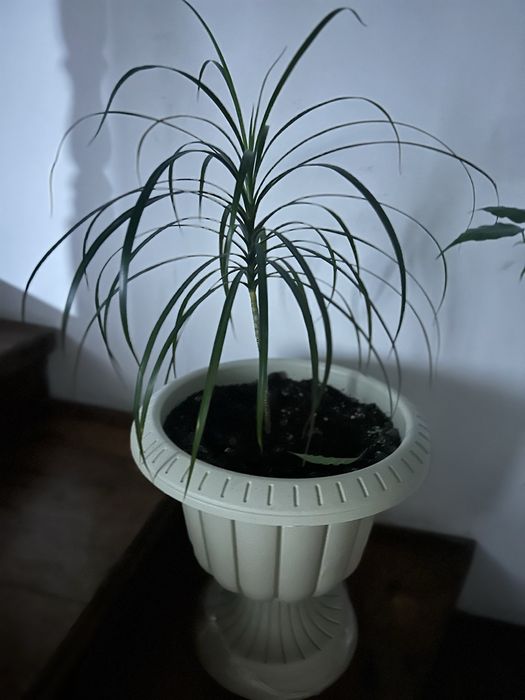 Продам комнатные цветы.