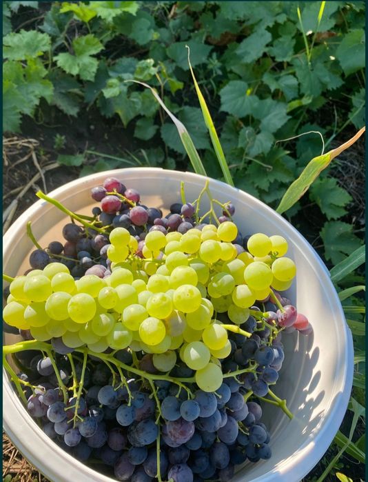 Vând struguri pentru vin