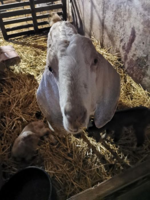 8 млади Кози Бяла слатина