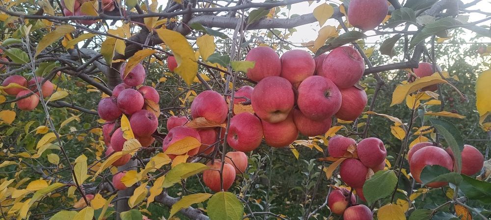 Mere de vanzare diferite soiuri