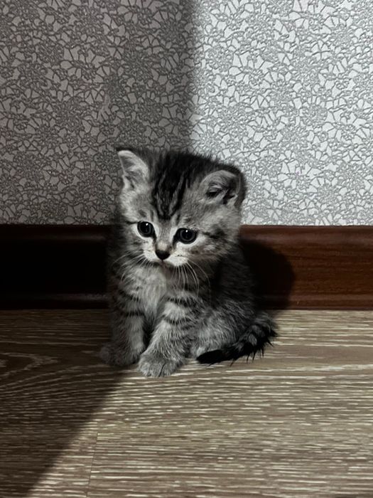 Продам британского котенка