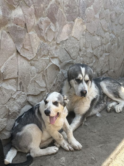 Щенки тобета, кушык сатылымда!