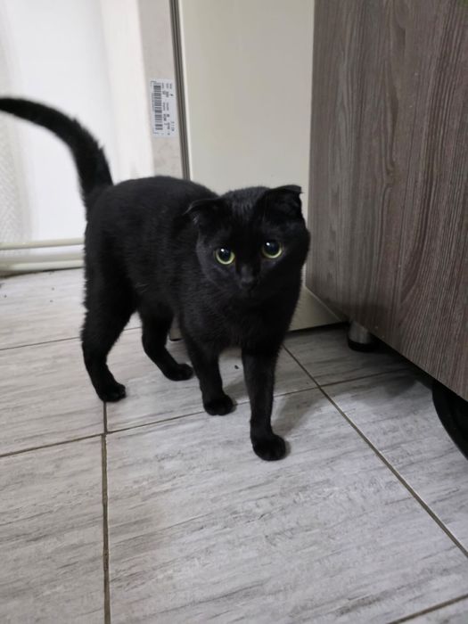 Шотландский кошка