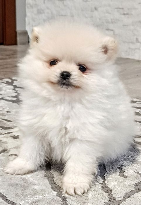 Померан, мини померан