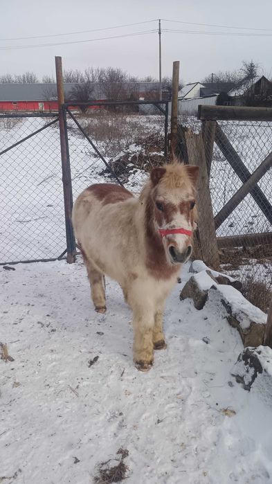 Ponei de vânzare pt prieteni