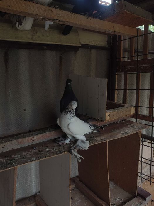 Продажа сочей и жуков  голуби