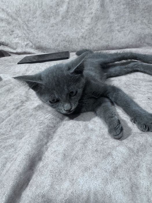 Отдам котенка в добрые руки