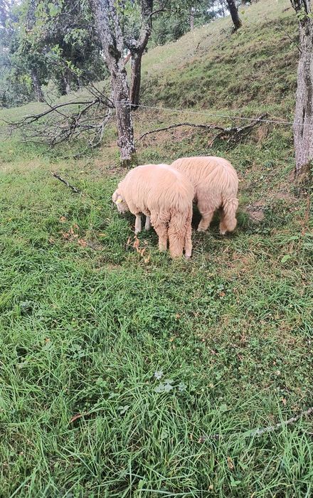 3 Miele țurcane cu acte