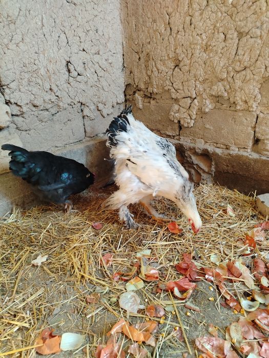 Bramma xo'rozla sotiladi