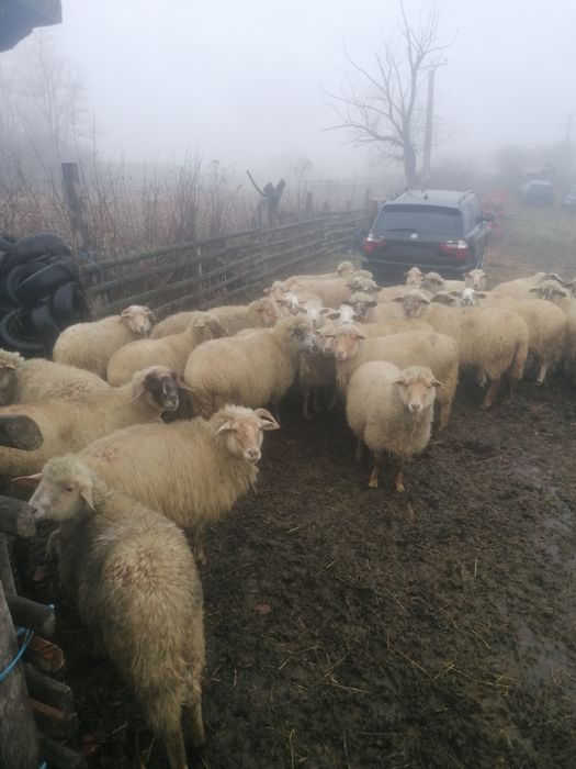 Oii de vânzare 32 de capete