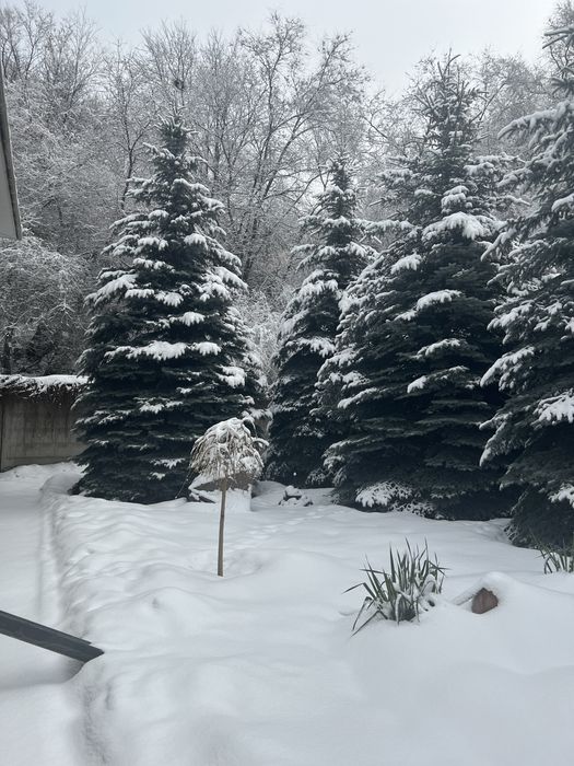 Ели голубые крупномеры