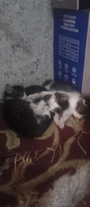 Uy mushiklari ona bolla