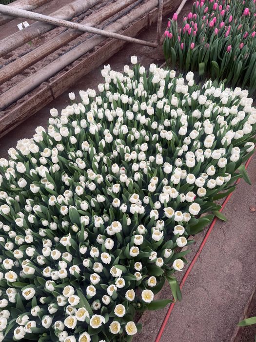 Тюльпаны Опт Предзаказ