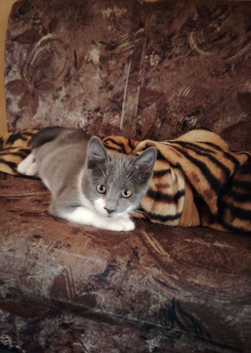 Полупородисто, мъжко котенце