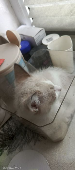 Отдам котёнка в хорошие руки