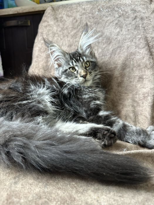 Котята Мейнкуны!