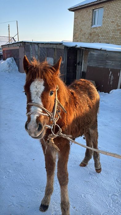 Жабагылар сатамын