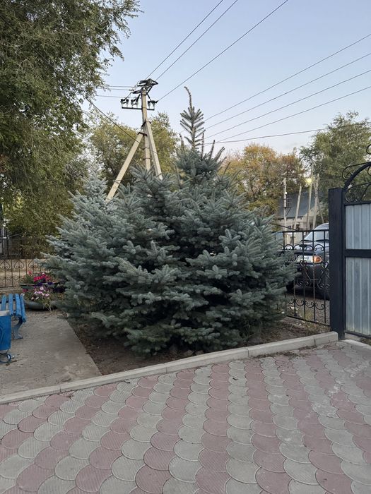 Продам елку, одна из них голубая