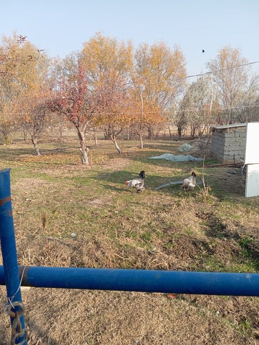 Тауық сатылады Брама