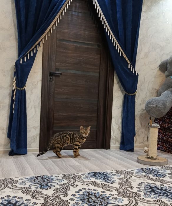 Вязка бенгал.Не продажа.