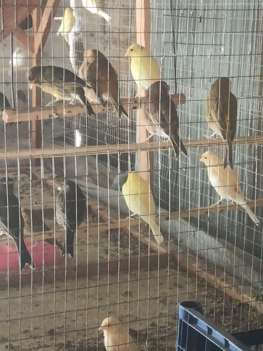 Zotli krasniy derevya, izabella qushlani hammasi sayroqqa kirgan qushl
