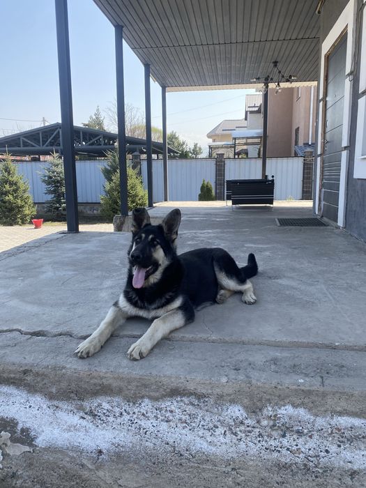 Вео(Восточно европейская овчарка)