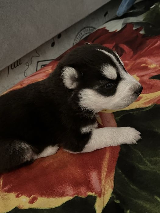 Продам щенков Сибирской хаски