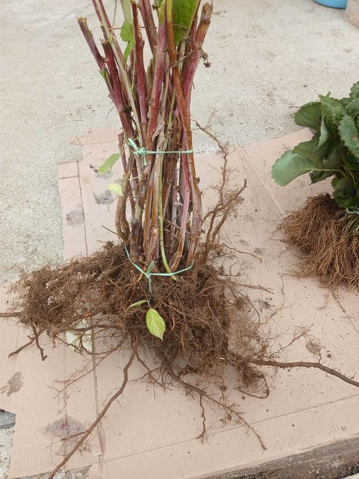 Уникален ЦЕЛОГОДИШЕН Разсад Корени - Ягоди и Малини