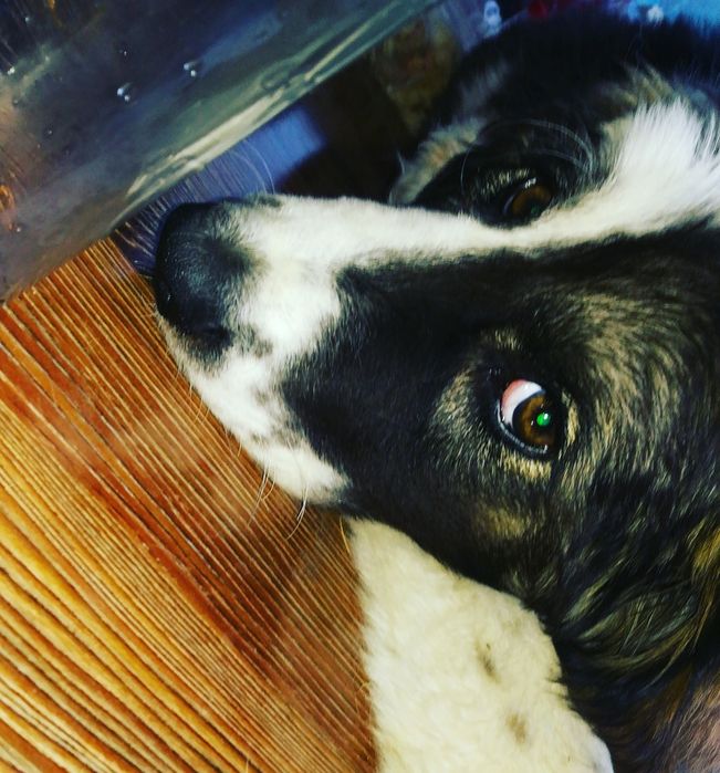 Вызов ветеринара на дом