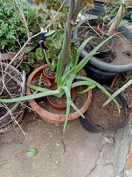 Aloe vera gigant