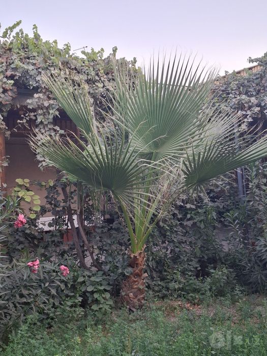 Vashingtoniya palmasi