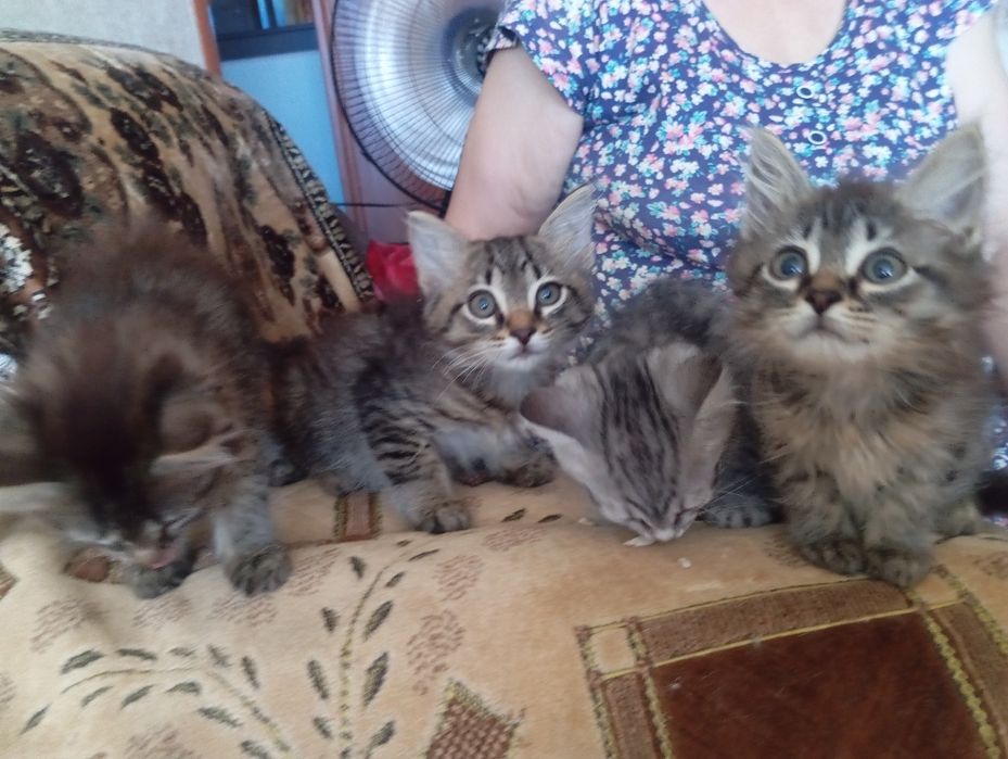 Отдам котят в добрые руки