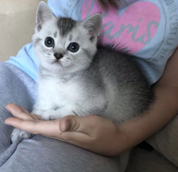 Серебристая шиншилла страйт