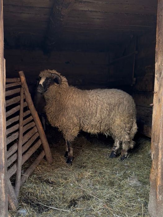 Vând berbecuț brez