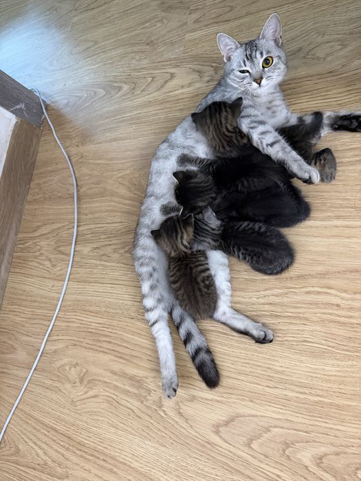 Кошка с котятами