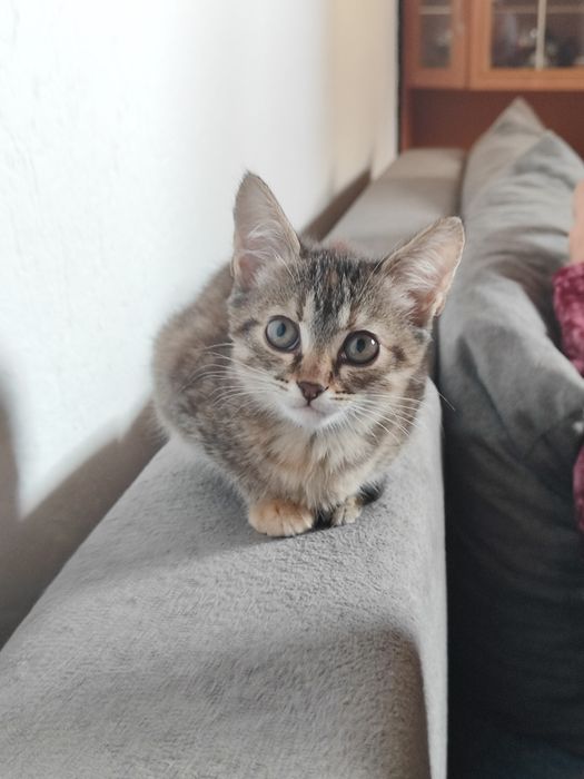 Отдам котята бауырластар 2