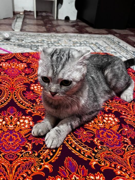 кошка вислаухая шотланская