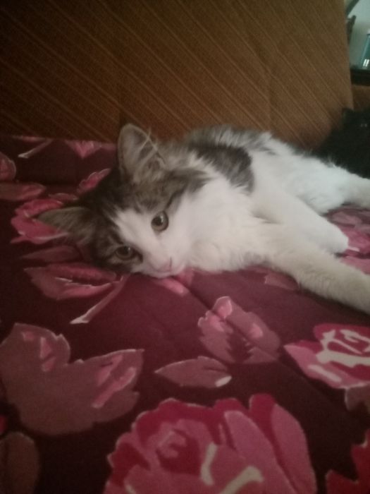 Котёнок в добрые руки