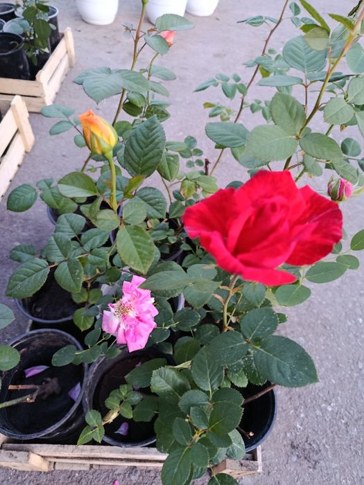 Цветы садовые в ассортименте