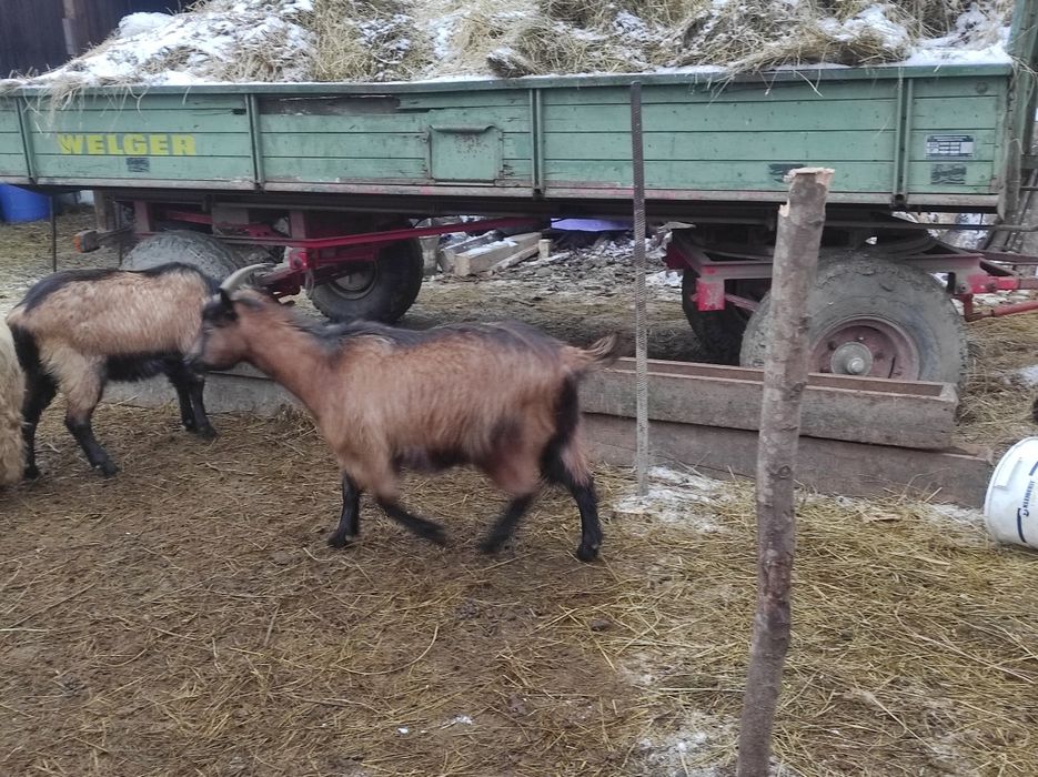 Capre alpine franceze