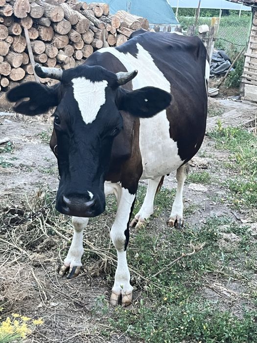 Vand vaca de lapte