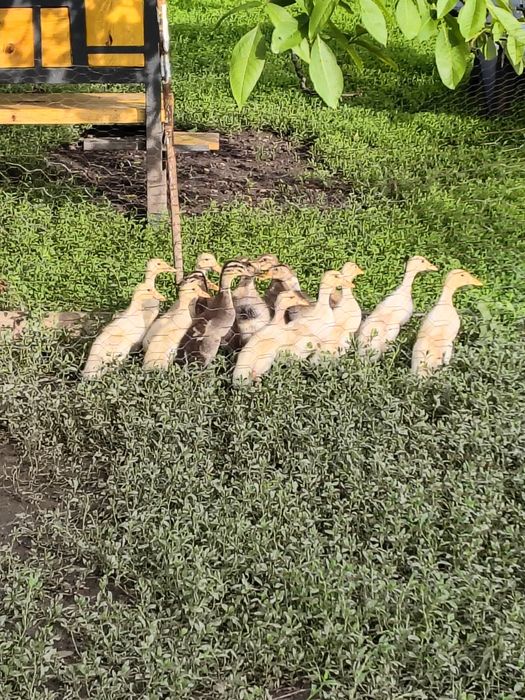 De vânzare boboci rate indiene alergătoare