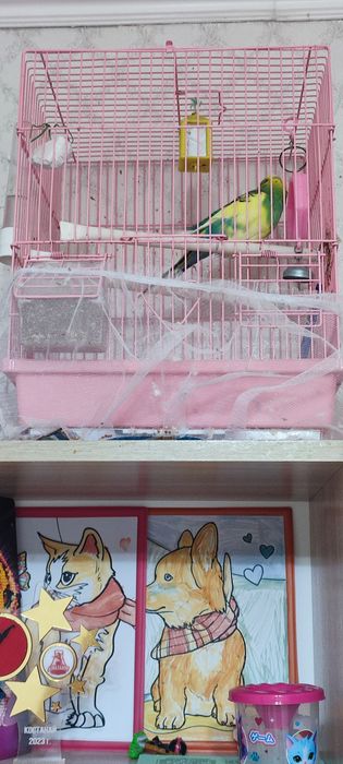 Продам Кешу. Вместе с клеткой.